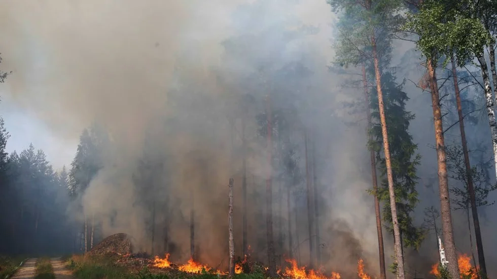 Nya arter har upptäckts efter en skogsbrand i Kiruna kommun. Arkivbild från en annan skogsbrand.