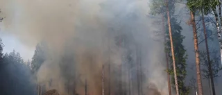 Nya arter funna efter skogsbrand