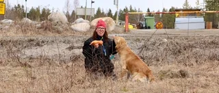 Ystra hundar på jakt efter attrappen