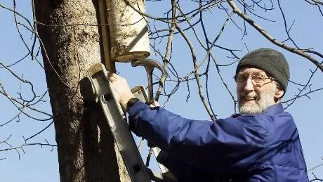 Högt upp på en vinglig stege balanserar Göran Esbjörnsson, ordförande i Naturskyddsföreningen i Norrköping.