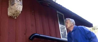 Allergichock av bålgetingar