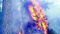 30 meter höga lågor. Vid vissa tillfällen steg elden upp snabbt  som en blåslampa och nådde över 30 meter upp bland trädtopparna, vid gårdagens naturvårdsbränning vid Ågelsjön.
FOTO: ROBERT SVENSSON