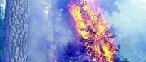 Holmen tände på - då såg brandkåren bara på