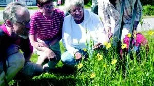 Ängshaverrot var en av alla de blommor som intresserade Peder Antonson, Lena Pettersson, Waltraut Andersson och Majlitz Hilding.
FOTO: TITTI OLOVSSON
