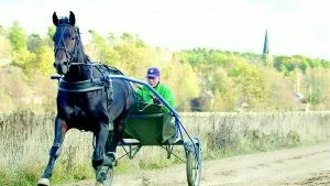Favorit? Ja, efter sin imponerande årsdebut på Solvalla får Opal Viking även bära favoritskapet i Ina Scots Ära på måndag på Mantorpstravet. 150.000 kr finns att hämta i förstapris.
FOTO: ROBERT SVENSSON