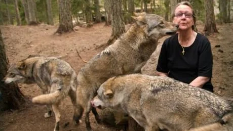 Puss på dig! Det blev riktigt kärvänligt när folkpartiets toppkandidat i EU-valet, Marit Paulsen, besökte Kolmårdens djurpark och de tama vargarna.