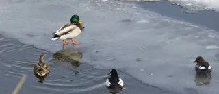 Utökat förbud mot blyhagel