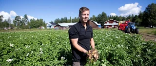 Böle potatis storsatsar