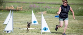 Hundekipagen trotsade värmen