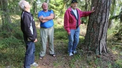 Ingvars glömda skog