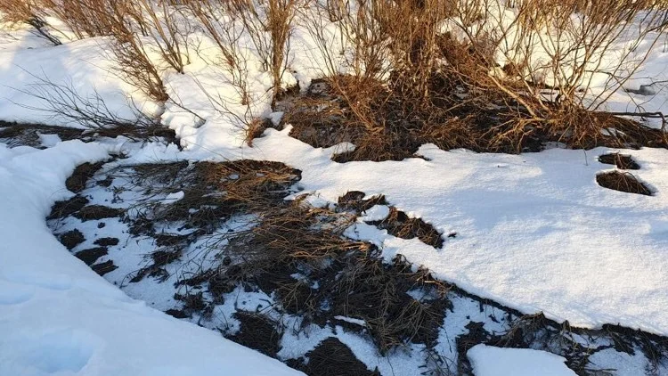 Här syns det hur det runnit ner till älven i Kvikkjokk sedan en brunn svämmat över.