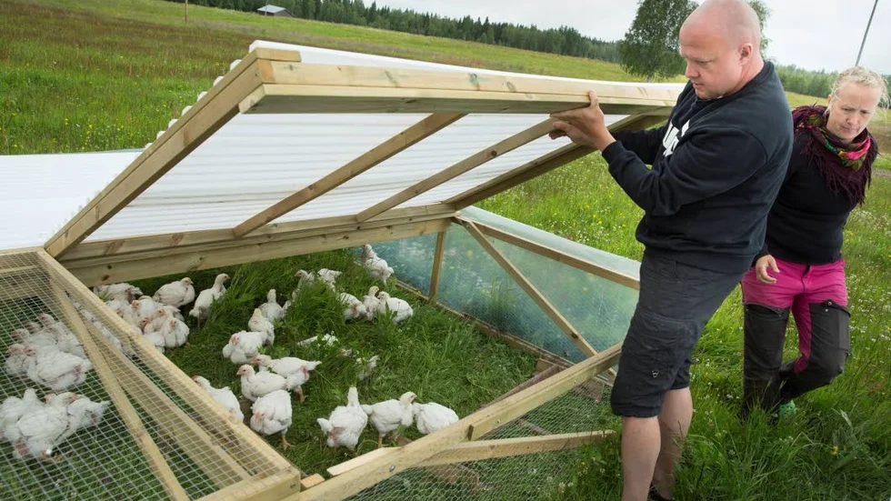 Nu är den första kullen av grönbeteskycklingar på väg att växa till sig. Magnus Eriksson och Åsa Lindmo planerar att sköta hela uppfödningen inklusive slakten Strömnäsgärden utanför Harads.