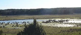 Lyckad skådarkväll vid Uknö