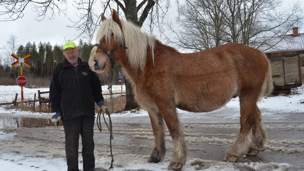 Nyförvärv. Bengt Mårtensson med ardennerhästen Calle.