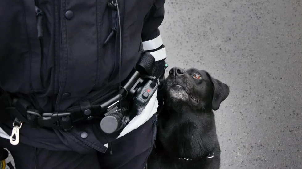 Nextjoy Boy är narkotikasökhunden som prisas som bäst i Sverige 2018.