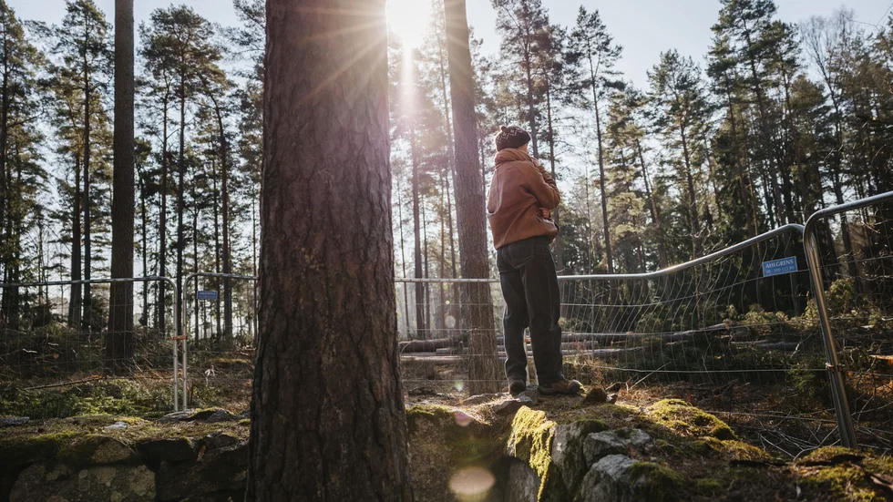 Avverkningen, som återupptogs på måndagen den 21 mars, väcker starka känslor.