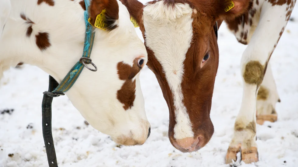 "Vad vill du som väljare, är det mat från utlandet som ska gälla i fortsättningen? Frågan gäller även för veganer, vem ska producera ditt protein och din potatis?", skriver Göran Lundström, Centerpartiet i Älvsbyn. (Arkivbild)