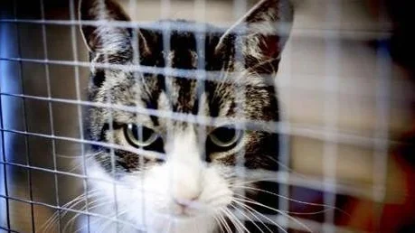 Katten Gustav är en av 200 katter som Samvetet just nu har ansvar för.