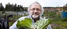 Plantera sommarkrukan som proffsen
