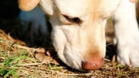 Hundars förmåga att uppfatta dofter kan användas i jakt och för att hitta försvunna människor.