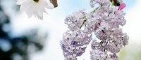 Duka med midsommarblomster