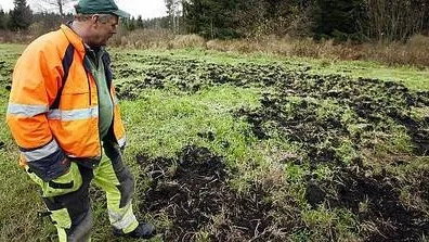 Bengt-Åke Eriksson synar spåren där vildsvin dragit fram.