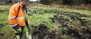 Vildsvin motas bort med parfym