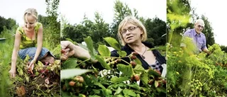 Kolonisternas favoritrecept