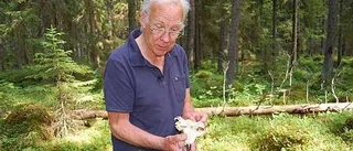 Regn och värme ger god svamphöst