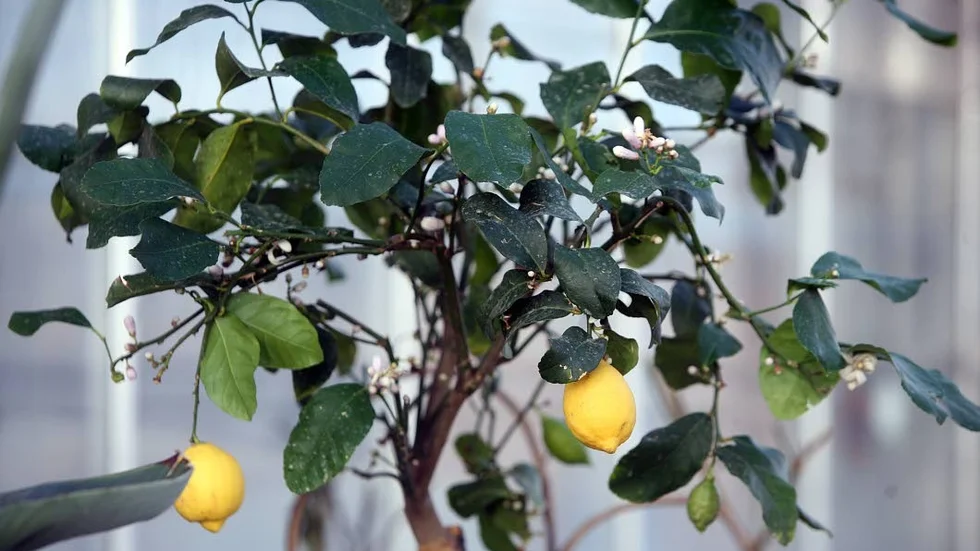 Citrus. Det är inte bara blommor som säljs på Tuna, utan även fruktträd.