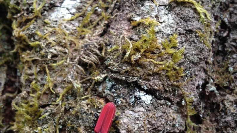 Sällsynt. Cinnoberbaggen, Upplands landskapsinsekt, lever på ön.