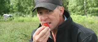 Färre gubbar än vanligt till midsommar