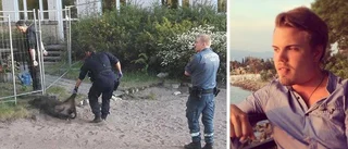 Han hamnade mitt i vildsvinsdramat