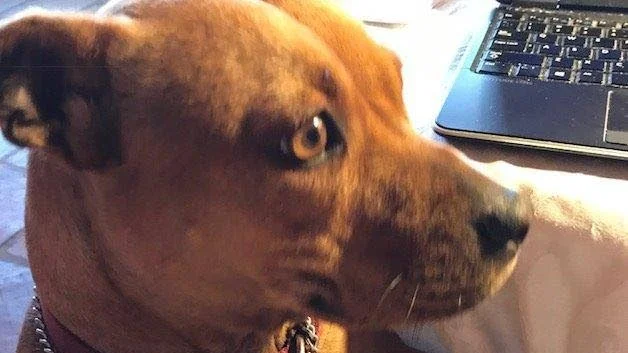 Redaktionsmedlem. Med en påhittad meritförteckning lyckades Staffordshireterriern Ollie bli medlem i redaktionerna för sju medicinska nättidskrifter. I  CV:n angavs bland annat att hon var doktor i hundstudier vid ett icke existerande universitet och intresserad av forskning kring skateboardåklares påverkan på hundars rörelsefrihet.