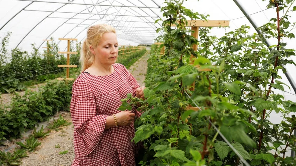 Hallon. Här granskar Maria Abrahamson hur en hallonplanta i en av de tio tunnlarna mår.