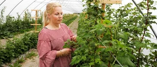 Tunnelvis med hallon hos Maria i Kulla