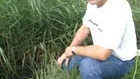Va-ingenjören Jörgen Johnsen från Tierps kommunteknik vid vassbädden vid vatten reningsverket i Månkarbo. Vassen tillgodogör sig näringsämnen som fosfor och kväve i slammet och växer snabbt. De kraftiga rötterna perforerar slambädden som gör att luft förs ned i slammet och påskyndar komposteringen. Att anlägga vassbäddar är en biologisk och miljövänlig nedbrytningsmetod.