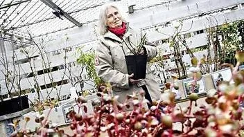 Gillar rosor. Ingegerd Ekman har rosor i långa rader hemma i Svartbäcken. Men det finns plats för ännu en, en klängros av sorten Flammentanz. Foto: Patrik Lundin