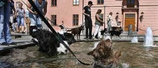Hund-SM avgörs i Uppsala