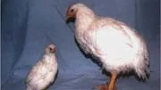 MINI OCH MAXI. Trots att de här hönsen avlats fram ur samma hönsras och båda är åtta veckor gamla väger den ena åtta gånger mer än den andra.