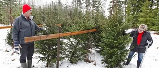 Jakten på den perfekta julgranen