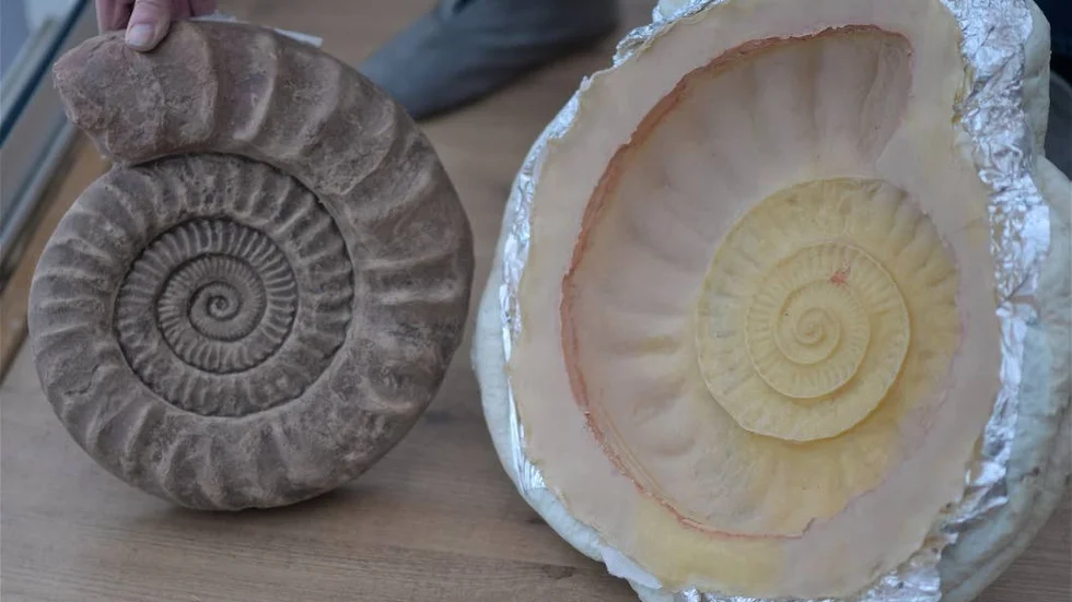 Avgjutning. En avgjutning av en cirka 160 miljoner år gammal fossil. Kopian är gjord i cement. Formen är gjord i latexgummi.