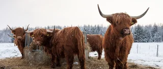 13 kor är på rymmen
