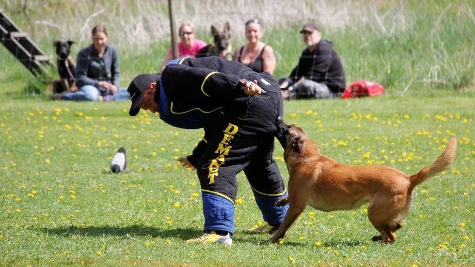 Mondioring är en fartfylld och avancerad hundsport som det tävlas i på internationell nivå i Enköping under Kristihimmelfärdshelgen.
