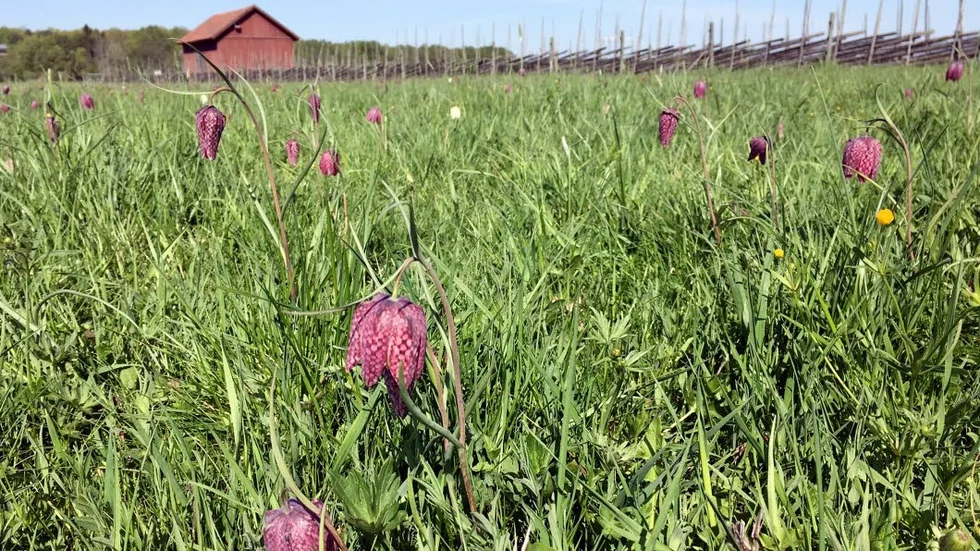 Kungsängen har gett kungsängsliljan sitt namn. Kungsängens namn kommer i sin tur från att det här en gång var kungens marker.