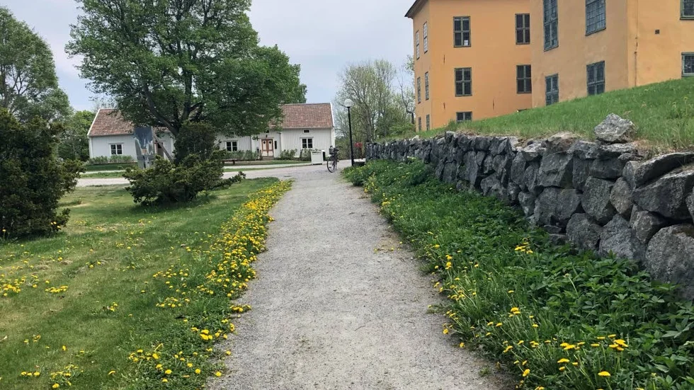 Vem behöver en gammal allé när man kan ha vägen kantad av nyutslagna maskrosor?!