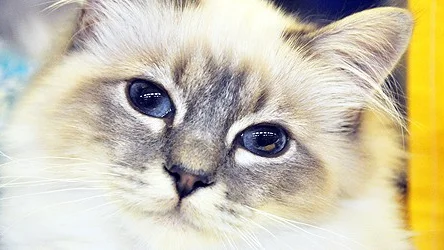 Katten Peppar.