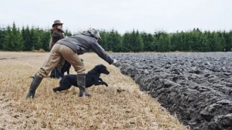 Hundar gör jaktprov.  Lotte Lideking skickar iväg sin hund Viggo.