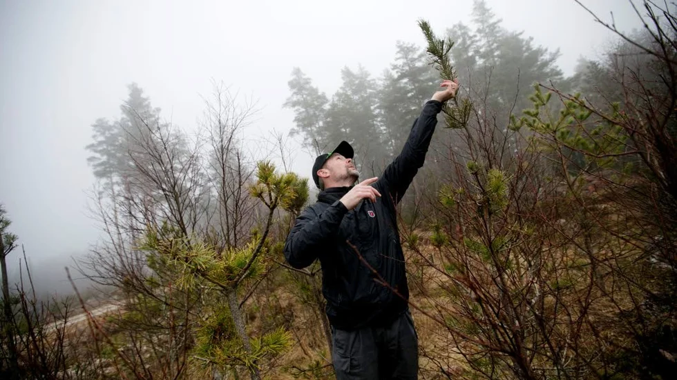 Inventering. Matts Rolander på Skogsstyrelsen har varit med att utarbeta en metod för att kunna mäta älgens skador på skogen. Just nu används metoden i Sveriges största älgbetesinventering någonsin.