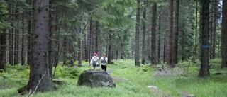 MP vill se en kraftsamling för skogen